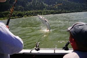 Portland Oregon,fishing,guide,salmon,sturgeon,walleye,
