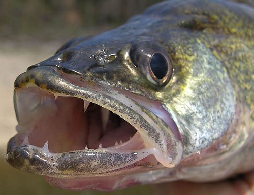 Walleye