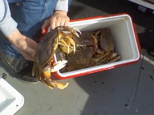 Oregon crab fishing