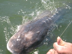 Columbia river Sturgeon