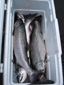 Salmon, Sturgeon,Walleye, fishing, Oregon