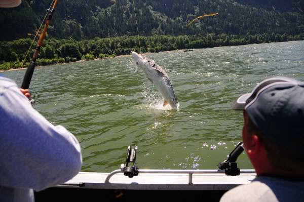 What To fish On The Columbia River | OR & WA Fishing Guide | Marvin Henkel