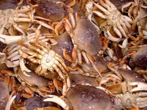 Dungeness crab