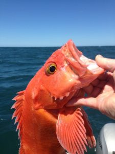 A canary fish caught on a rock fishing trip with Marvin guide service.