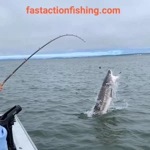 Sturgeon jumping out of the water as a client is doing battle on the Columbia River near Astoria, OR.