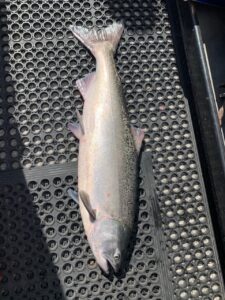 Chinook Salmon l