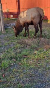 Elk feeding in Hammond, Oregon.