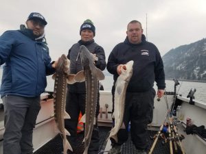 Three anglers hold sturgeon caught in the Columbia River with Marvin's Guide Service.