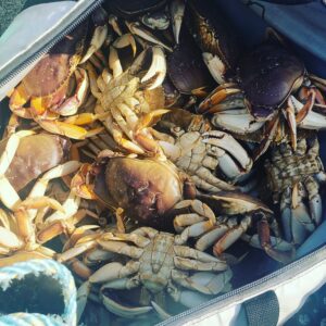 Dungeness crab caught on the Columbia River in a bag.