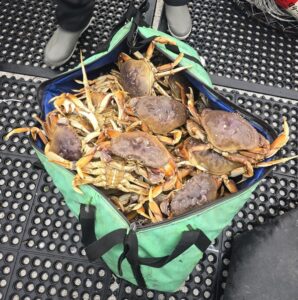 Four limits of Dungeness crabs caught in the Columbia River estuary in October 2024 with Marvin's Guide Service.