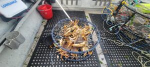 A crab trap full of freshly caught Dungeness on the deck of the Marvin's Guide Service boat.